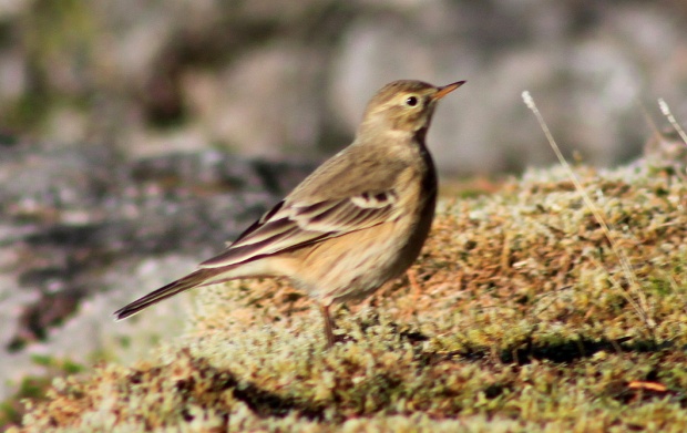     An American Pipit roaming the mossy rocks at Lone Tree Point eating grubs - an unusual bird for here!