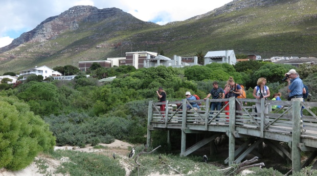 The whole area is boardwalk- so visitors have great opportunities to get very close to the penguins, yet the birds are not disturbed by our presence at all.